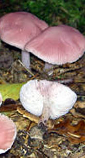 Rosa Rettichhelmling