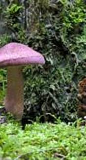 Rötlicher Holzritterling