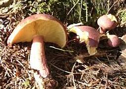 Rötlicher Holzritterling