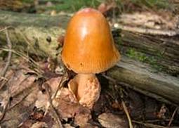 Rotbrauner Scheidenstreifling