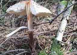 Safranschirmling