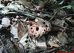 Scharfer Korkstacheling 