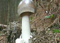 Grauer Scheidenstreifling