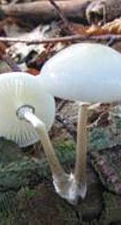Beringter Schleimrübling