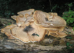 Schuppiger Porling