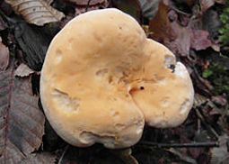 Semmelstoppelpilz