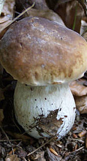Steinpilz