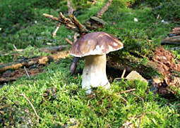 Steinpilz