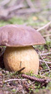 Kiefernsteinpilz