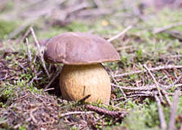 Kiefernsteinpilz
