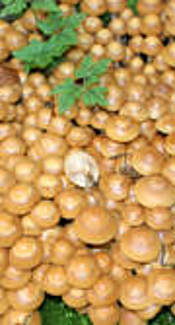 Stockschwämmchen