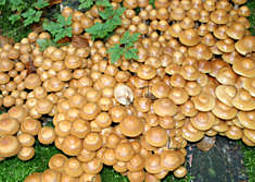 Stockschwämmchen