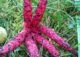Tintenfischpilz