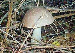 Vielfärbender Birkenpilz