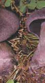 Violetter Schleierling
