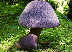 Violetter Schleierling