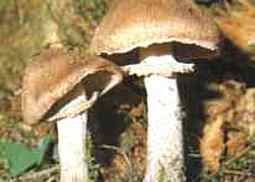 Kleiner Wald-Champignon