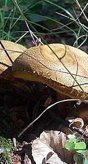 Ziegenlippe