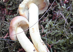 Ziegelroter Schwefelkopf