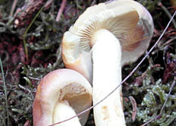 Ziegelroter Schwefelkopf