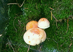 Ziegelroter Schwefelkopf