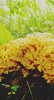 Goldgelbe Koralle