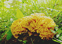 Goldgelbe Koralle