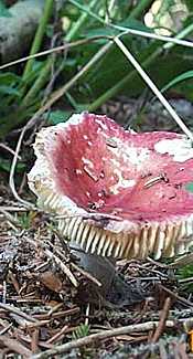 Zinnoberroter Täubling