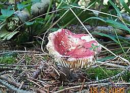 Zinnoberroter Täubling
