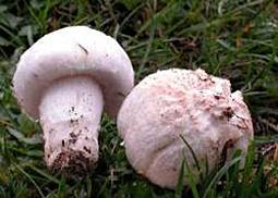 Wiesenchampignon