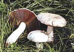 Wiesenchampignon