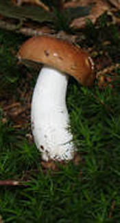 Leuchtendroter Täubling