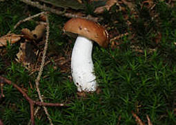 Leuchtendroter Täubling