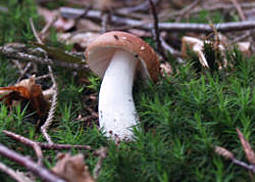 Leuchtendroter Täubling