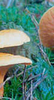 Falscher Pfifferling