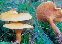 Falscher Pfifferling
