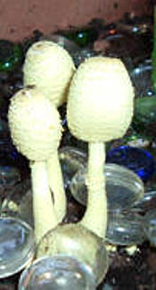 Gelber Faltenschirmling