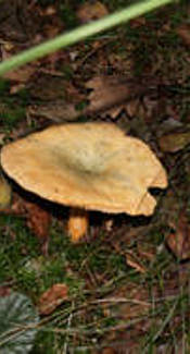 Fichtenreizker