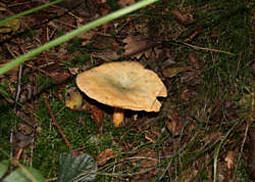 Fichtenreizker