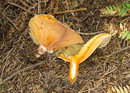 Fichtenreizker