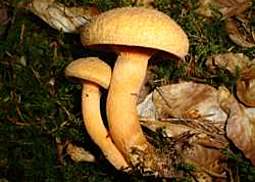 Filziger Gelbfuß