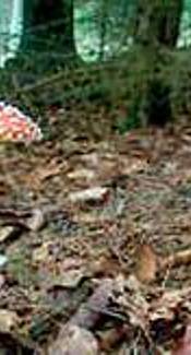 Fliegenpilz