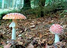 Fliegenpilz