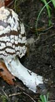 Königsfliegenpilz