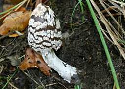 Königsfliegenpilz