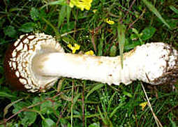 Königsfliegenpilz