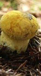 Flockenstieliger Hexenröhrling (gelb)