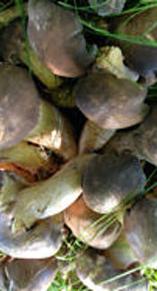 Frostrasling