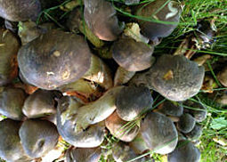 Frostrasling