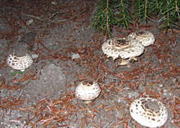 Gartenriesenschirmling